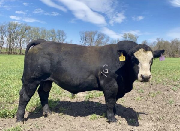 Purebred Simmental Bull