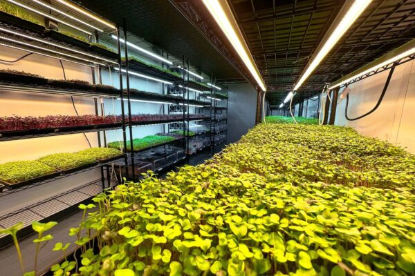 Mobile Grow Room - Image 6
