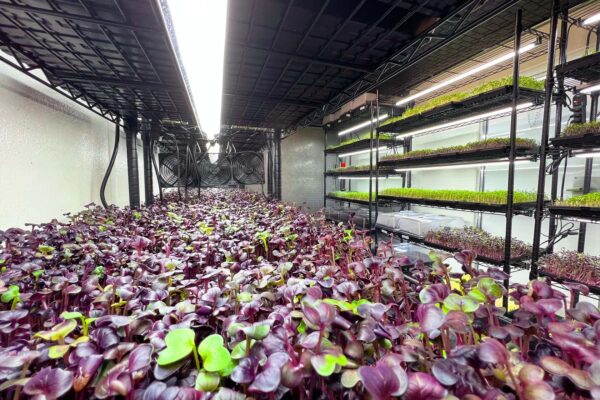 Mobile Grow Room - Image 5