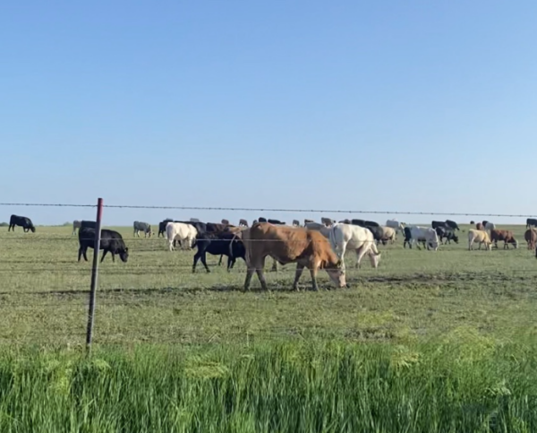 All Natural Grass Fed Feeder Cattle 700 to 750 LB