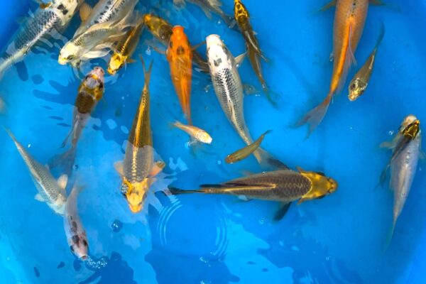 1 Live Koi Fish (4-5 inches)