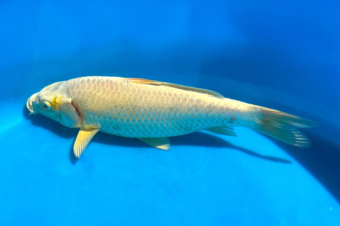 1 Live Koi Fish (9-10 inches) - Image 2