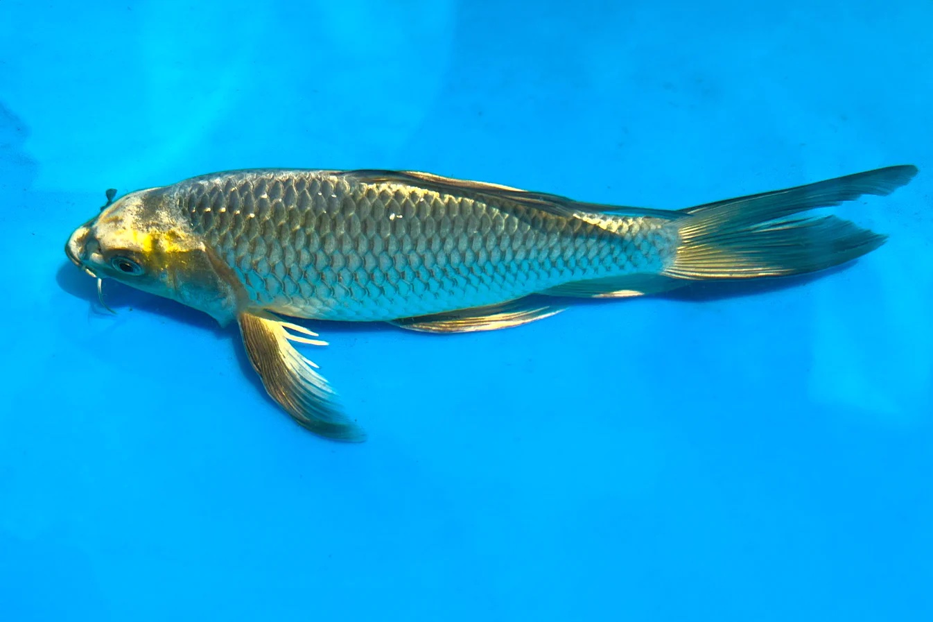 1 Live Koi Fish (9-10 inches) - Image 3