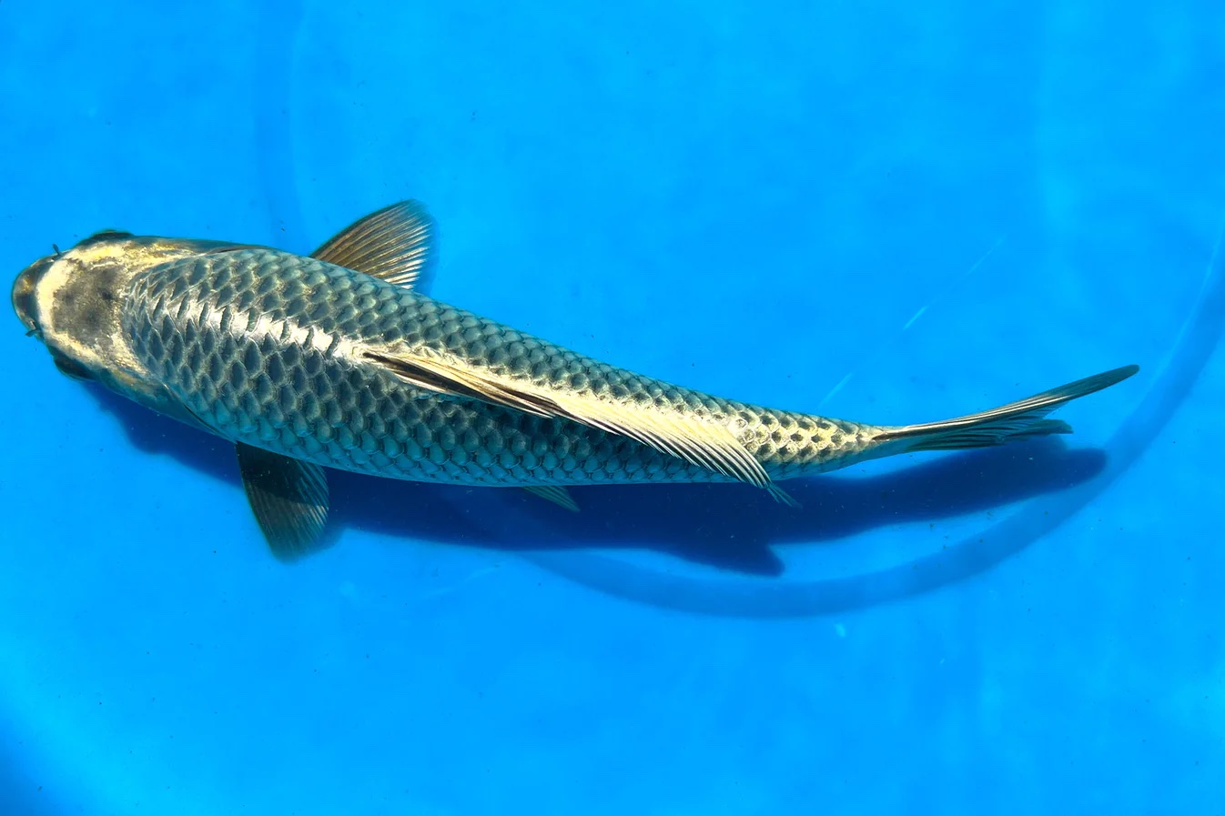 1 Live Koi Fish (9-10 inches) - Image 4