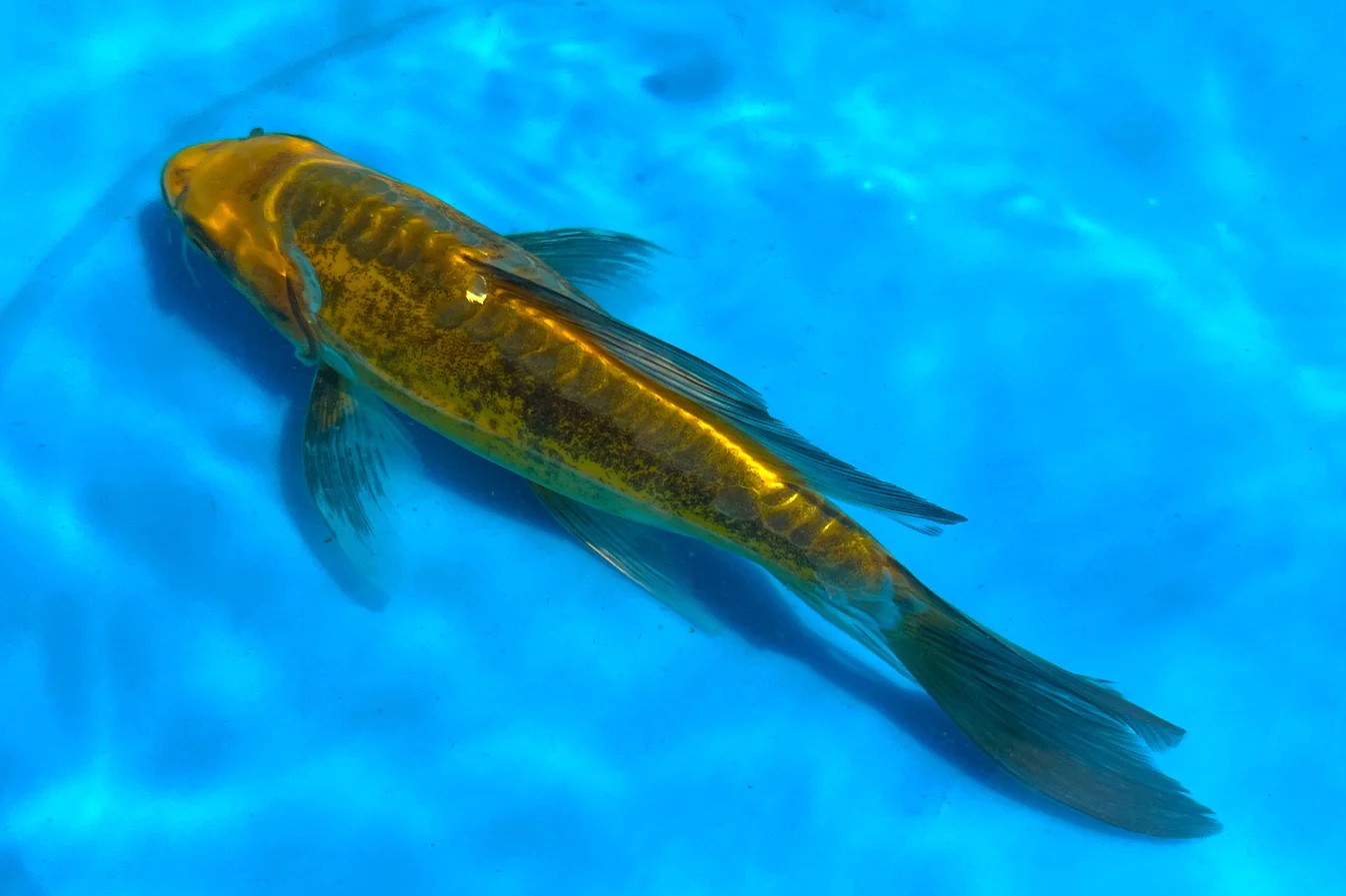 1 Live Koi Fish (9-10 inches) - Image 5
