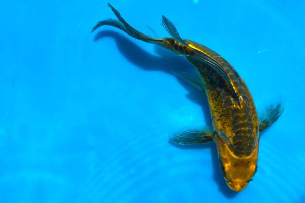 1 Live Koi Fish (9-10 inches) - Image 6