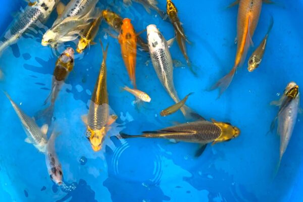 1 Live Koi Fish (2-4 inches)