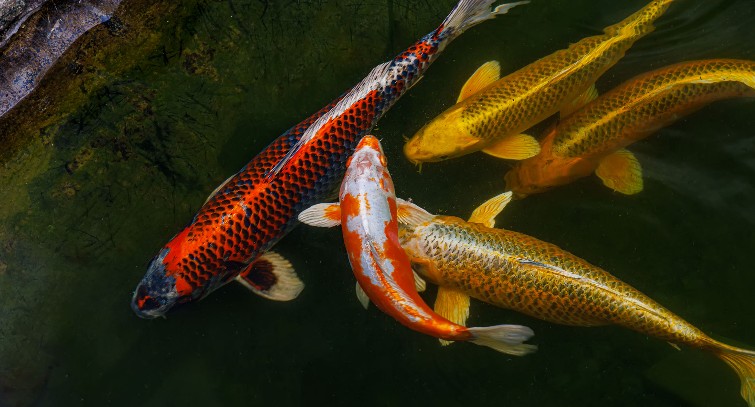 Gilbert Koi