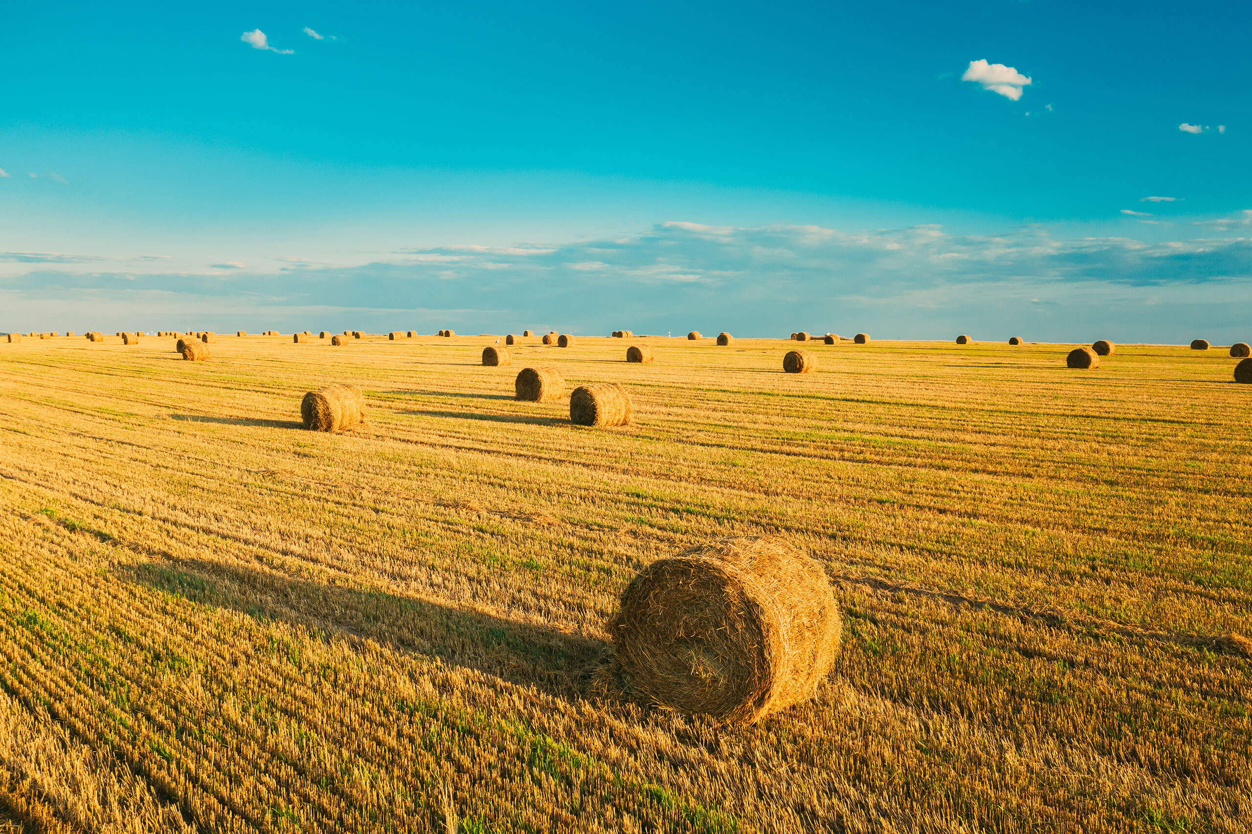 Agridime Feed