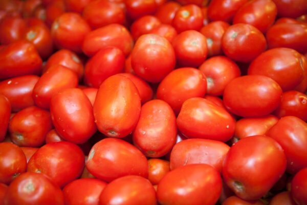 Roma Tomato Plant Starter | Small