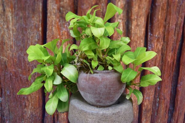 Pothos Starter | Small