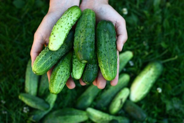 Marketmore Cucumber Starter | Small