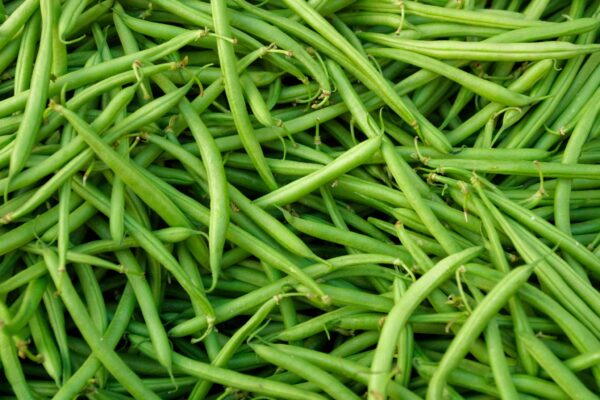 Provider Bush Bean Starter | Small