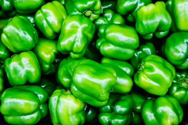 Sweet California Wonder Pepper Starter | Small