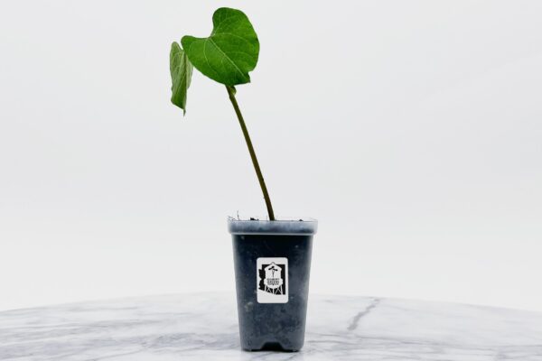 Provider Bush Bean Starter | Small - Image 2