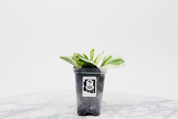 Citrus Twist Peperomia Starter | Small - Image 2