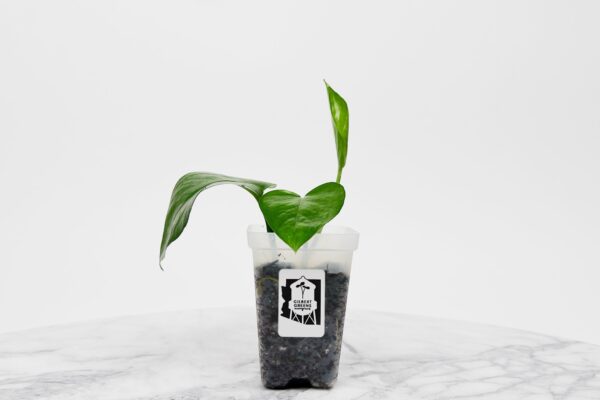 Pothos Starter | Small - Image 2