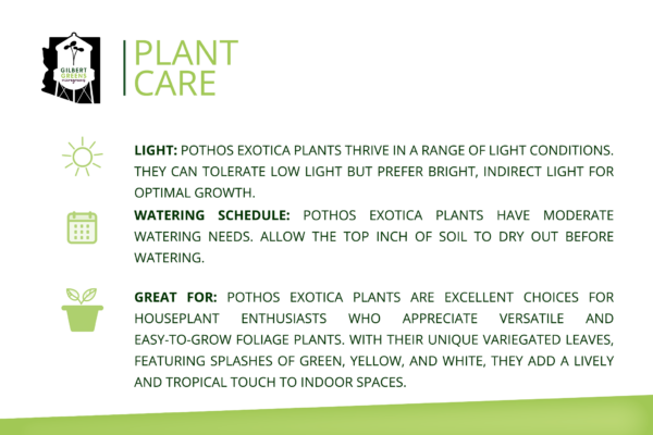 Pothos Exotica Starter | Small - Image 3