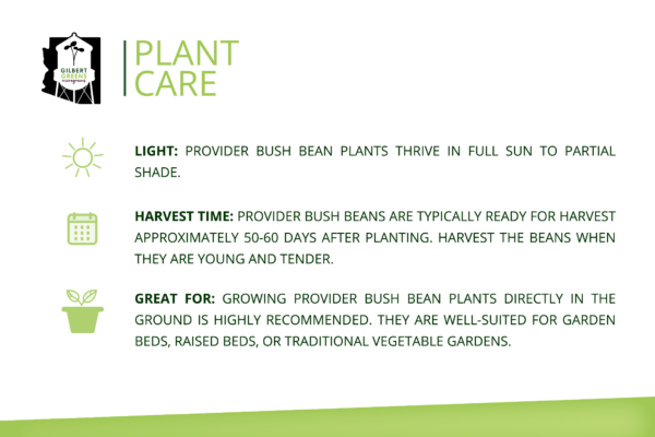 Provider Bush Bean Starter | Small - Image 3