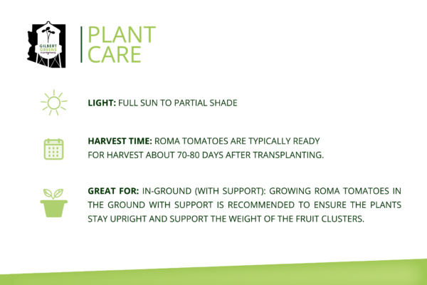 Roma Tomato Plant Starter | Small - Image 3