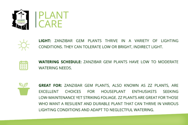 Zanzibar Gem (ZZ Plant) Starter | Small - Image 3