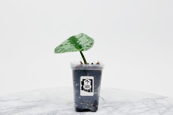Pothos Exotica Starter | Small - Image 2