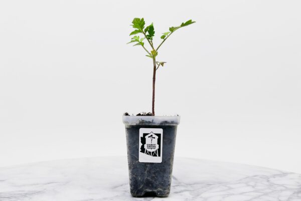Roma Tomato Plant Starter | Small - Image 2