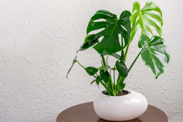 Monstera Deliciosa Starter | Small