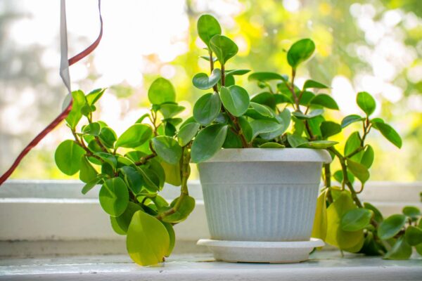 Peperomia Emerald Isle Starter | Small