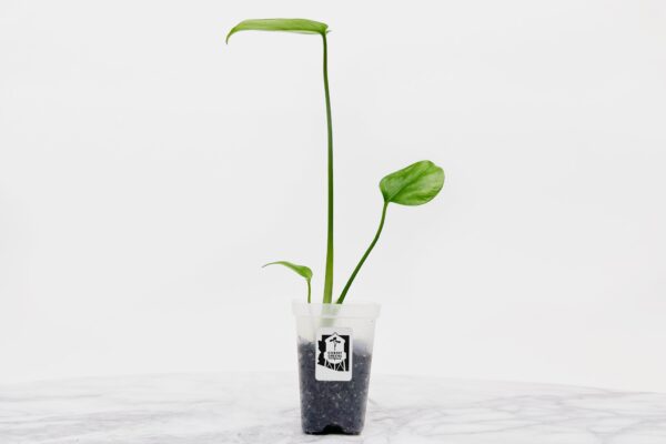Monstera Deliciosa Starter | Small - Image 2