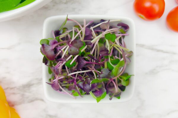 Organic Rambo Purple Radish