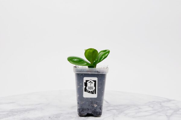 Peperomia Emerald Isle Starter | Small - Image 2