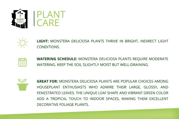 Monstera Deliciosa Starter | Small - Image 3