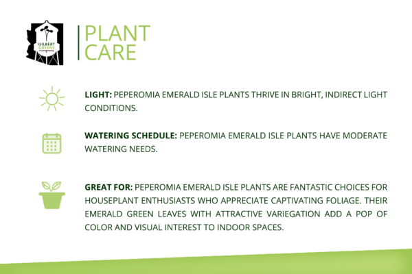 Peperomia Emerald Isle Starter | Small - Image 3