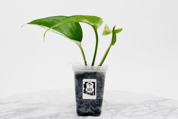 Queen Marble Pothos Starter | Small - Image 2