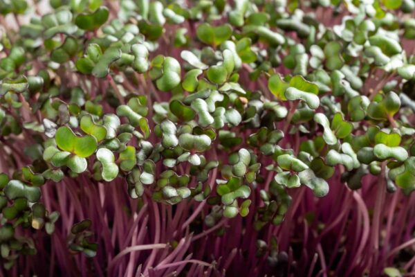 Red Acre Cabbage - Image 2