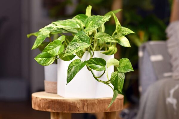 Queen Marble Pothos Starter | Small