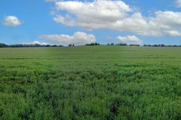 Land Purchase and Lease Back