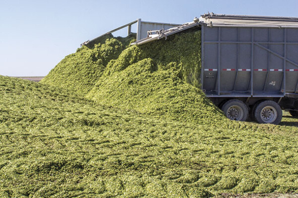 Sunflower/Sorghum/Forage Soybean Silage