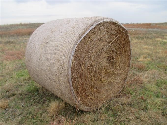 Grass Hay